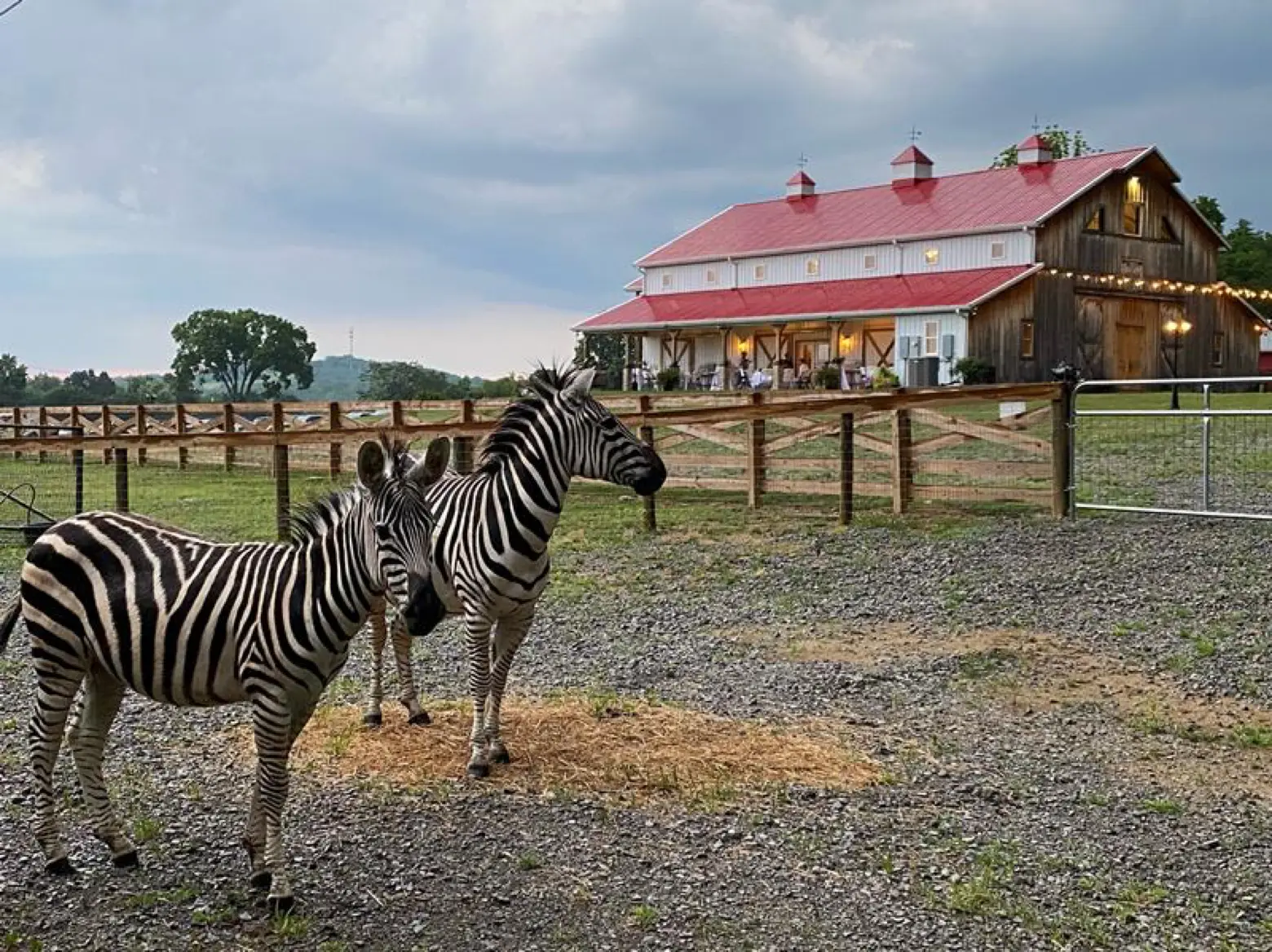 Two zebras stand inside their own fenced pasture at LIKAZOO, with the lit wedding barn visible behind the fence.